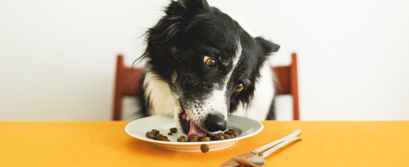 Turn The Pet Food Into Delicious Time